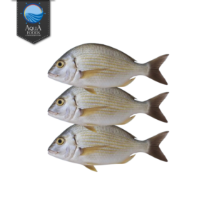 GOLDLINED SEABREAM