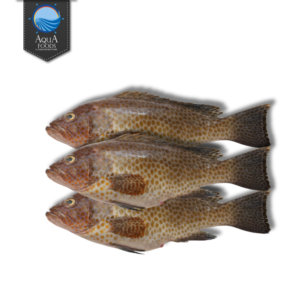 GROUPER (GISAR)