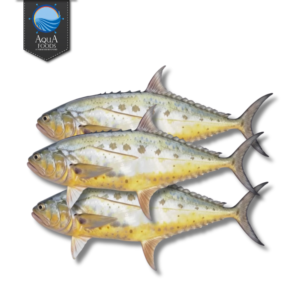 QUEEN FISH (SARAM)