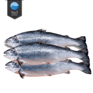 Salmon (Rawas)