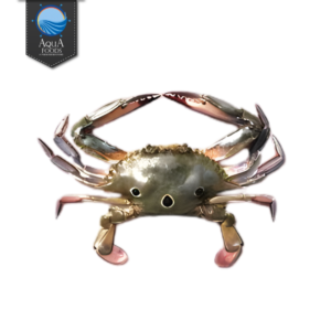 THREE SPOT CRAB