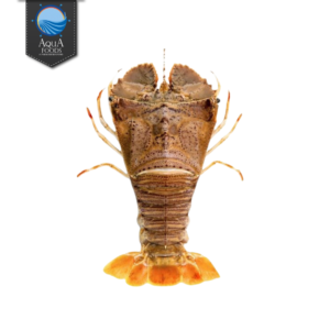 FLATHEAD LOBSTER