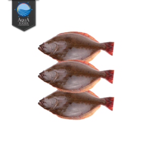 INDIAN HALIBUT