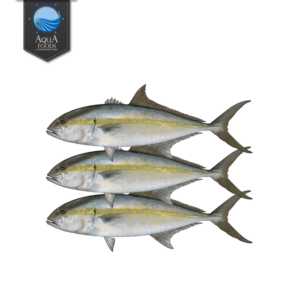 GREATER AMBERJACK