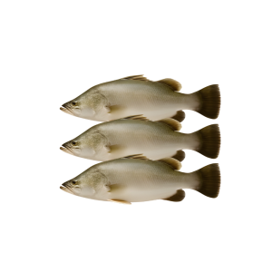 BARTAIL FLATHEAD