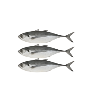 GOLDLINED SEABREAM