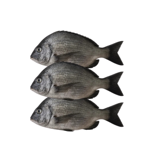 JAPANESE THREADFIN BREAM