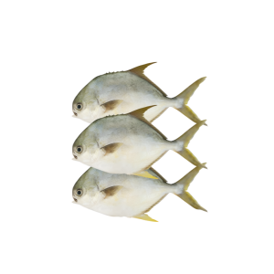 Bengal Corvina