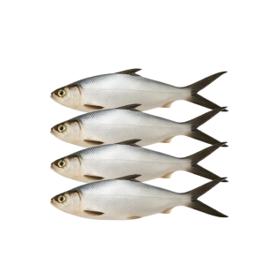 GOLDSILK SEABREAM