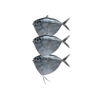 SMALLSPOTTED GRUNTER