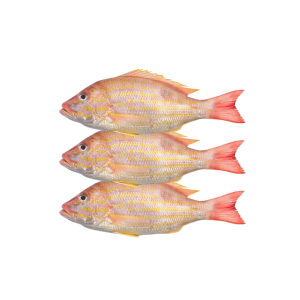 MILKFISH