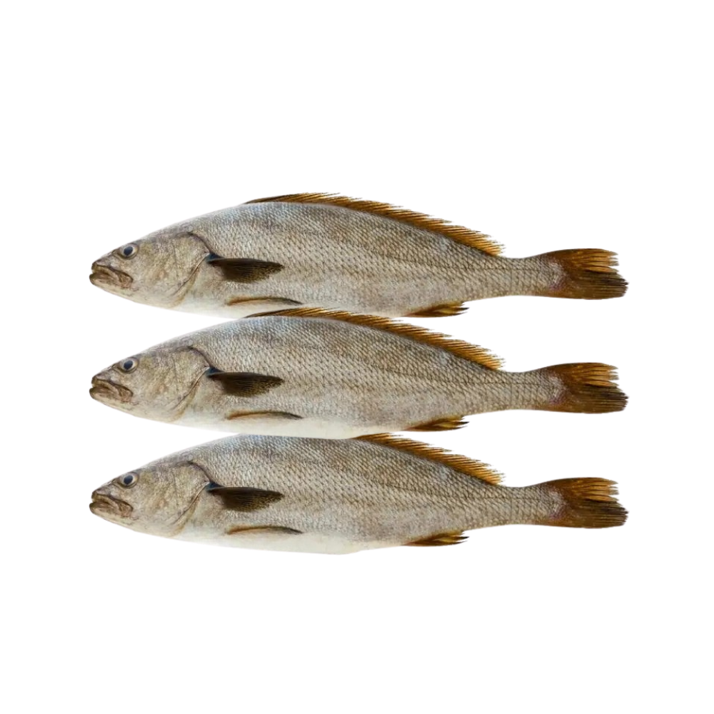 STREAKED SPINEFOOT