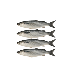 SMALLSCALED GROUPER