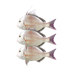 GREENBACK MULLET