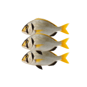 INDIAN THREADFISH
