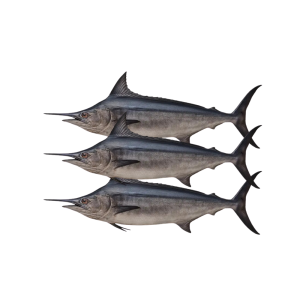 FANGED SEABREAM