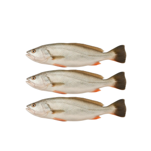 BRIDLED SEABREAM