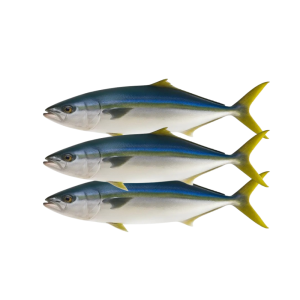 BLACK MARLIN