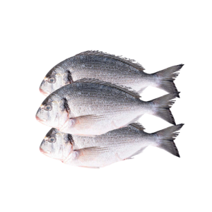 GOLDEN SNAPPER
