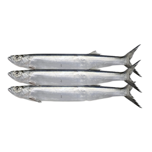 Emperor Fish