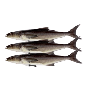 Job Fish