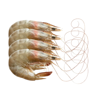 Tiger Prawns