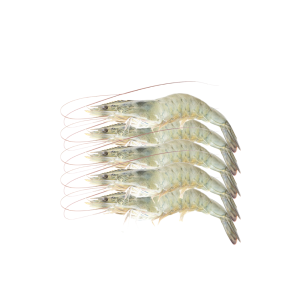 Small Shrimps