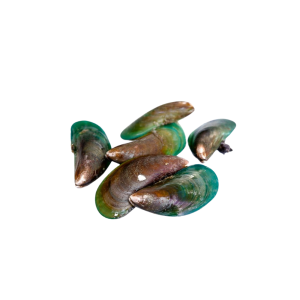 CUTTLEFISH