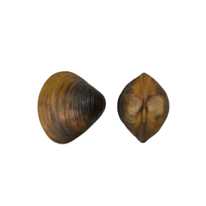 OYSTERS