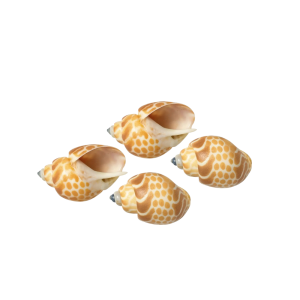 ASIATIC HARD CLAMS