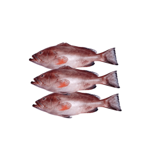 GUITAR FISH