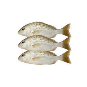 RAZOR SHELLS