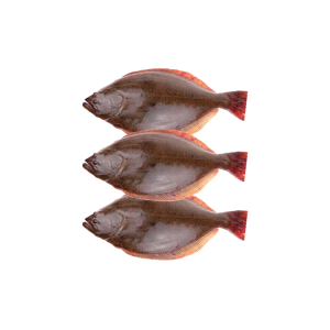 YELLOWFIN SEABREAM