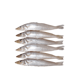 REEF COD