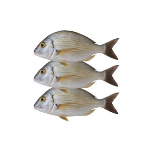 INDIAN HALIBUT