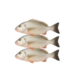GREATER AMBERJACK